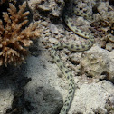 Tiger Snake Eel