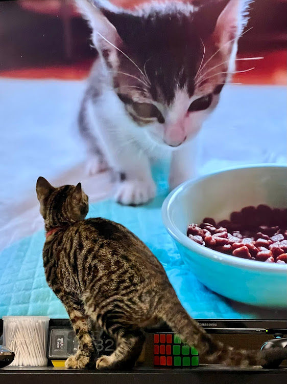 ロードスターのスマホ撮影・板っぱねはいいぞー・ボンストはいいぞー・ねこちゅーん・うずらちゅーんに関するカスタム事例の投稿画像3枚目
