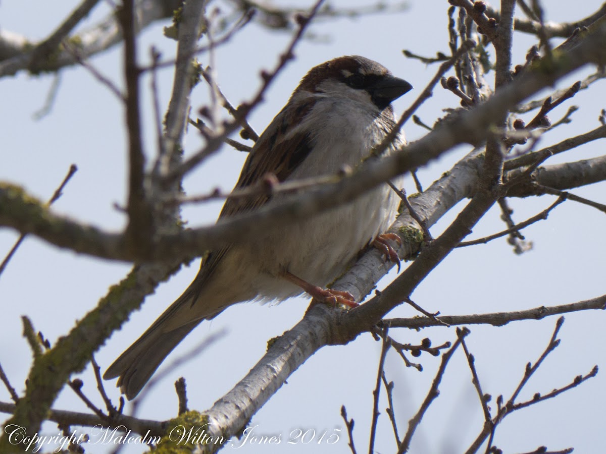 House Sparrow; Gorrión Común