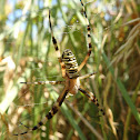 Wasp spider