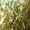 Wasp spider