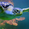 Item logo image for Giant sea turtle