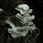 Gelatinous-pored Polypore