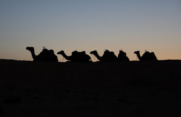 Carovana nel Maghreb di cesare