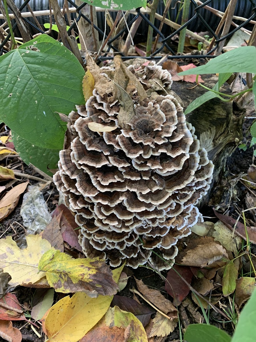 Common Fiber Vase or Earth Fan Fungus