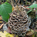 Common Fiber Vase or Earth Fan Fungus