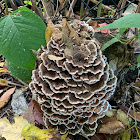 Common Fiber Vase or Earth Fan Fungus