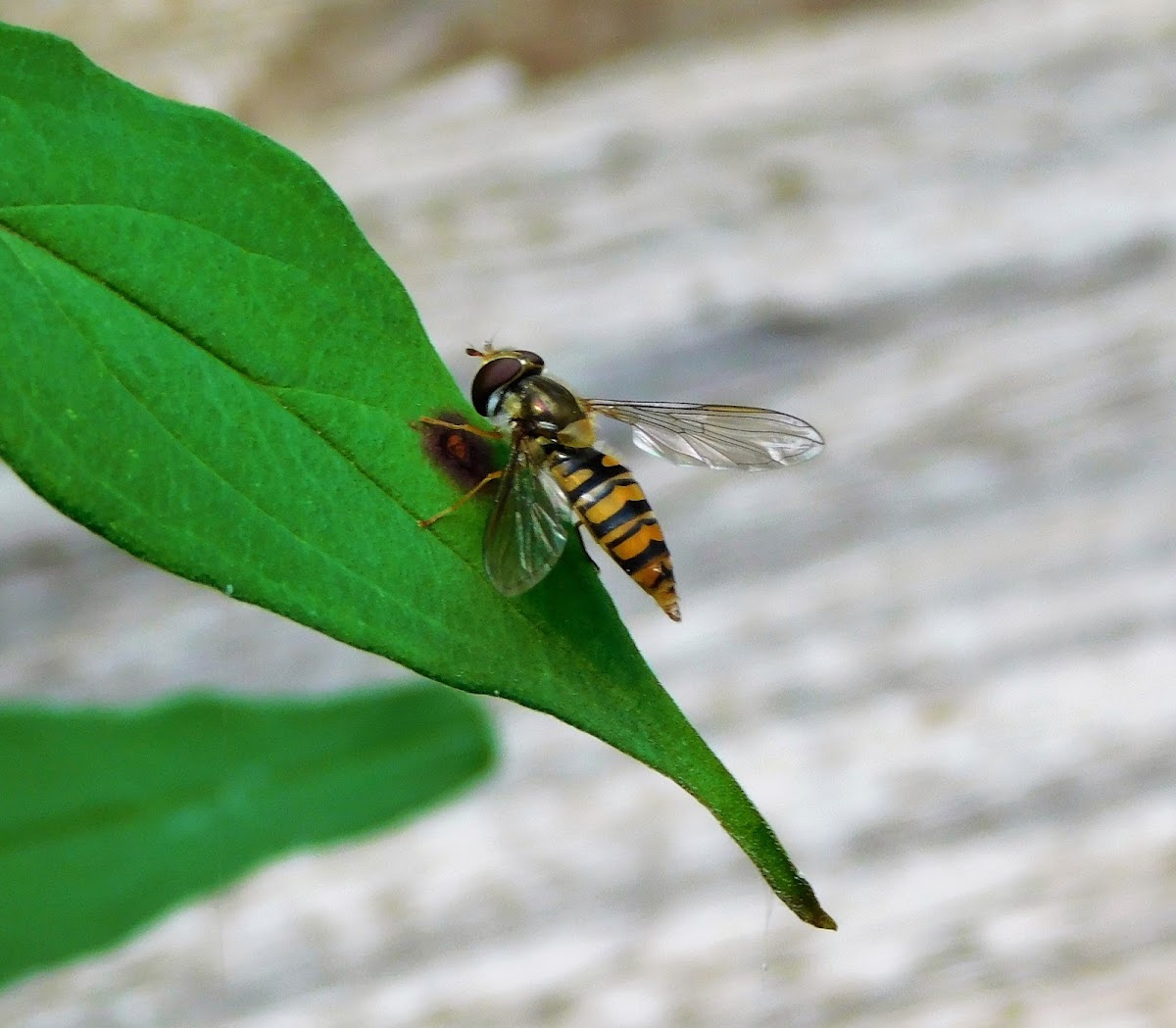 Marmalade hoverfly