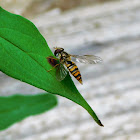 Marmalade hoverfly