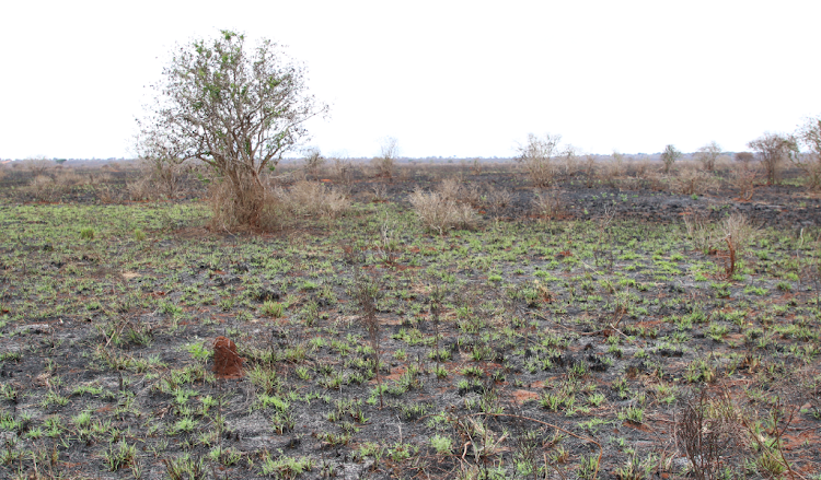 A section of the Tsavo Conservation Area that had been engulfed by fire.