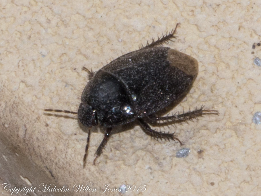 Burrowing Bug