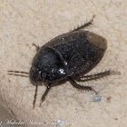 Burrowing Bug