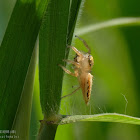 Telamonia festiva(female) 多彩紐蛛(雌)