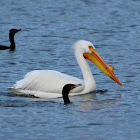 American White Pelican