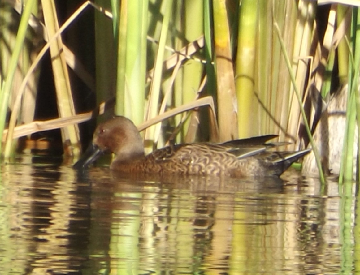 Cinnamon Teal - male