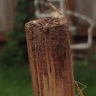 Praying mantis