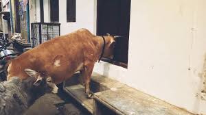Image result for cow opens door