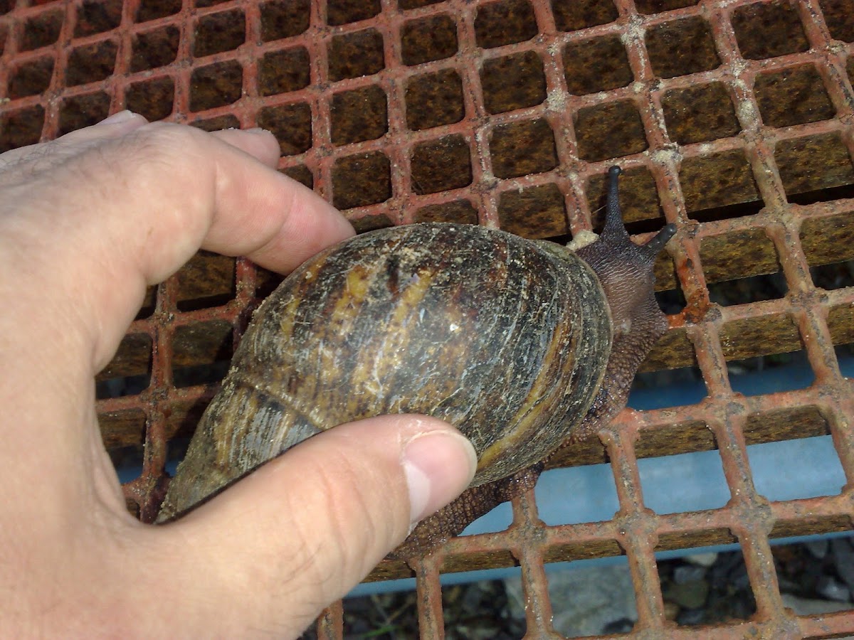 Giant African Snail