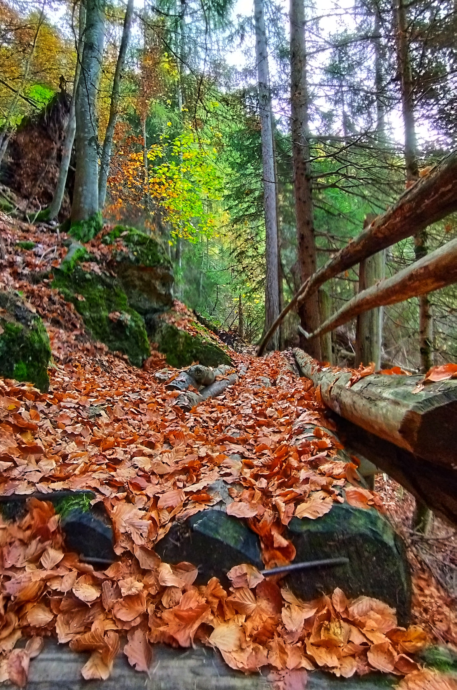 Il bosco di lastrega_del_sud