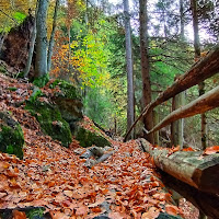 Il bosco di lastrega_del_sud