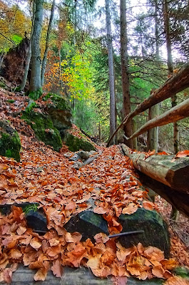 Il bosco di lastrega_del_sud