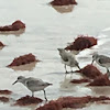 Sanderling