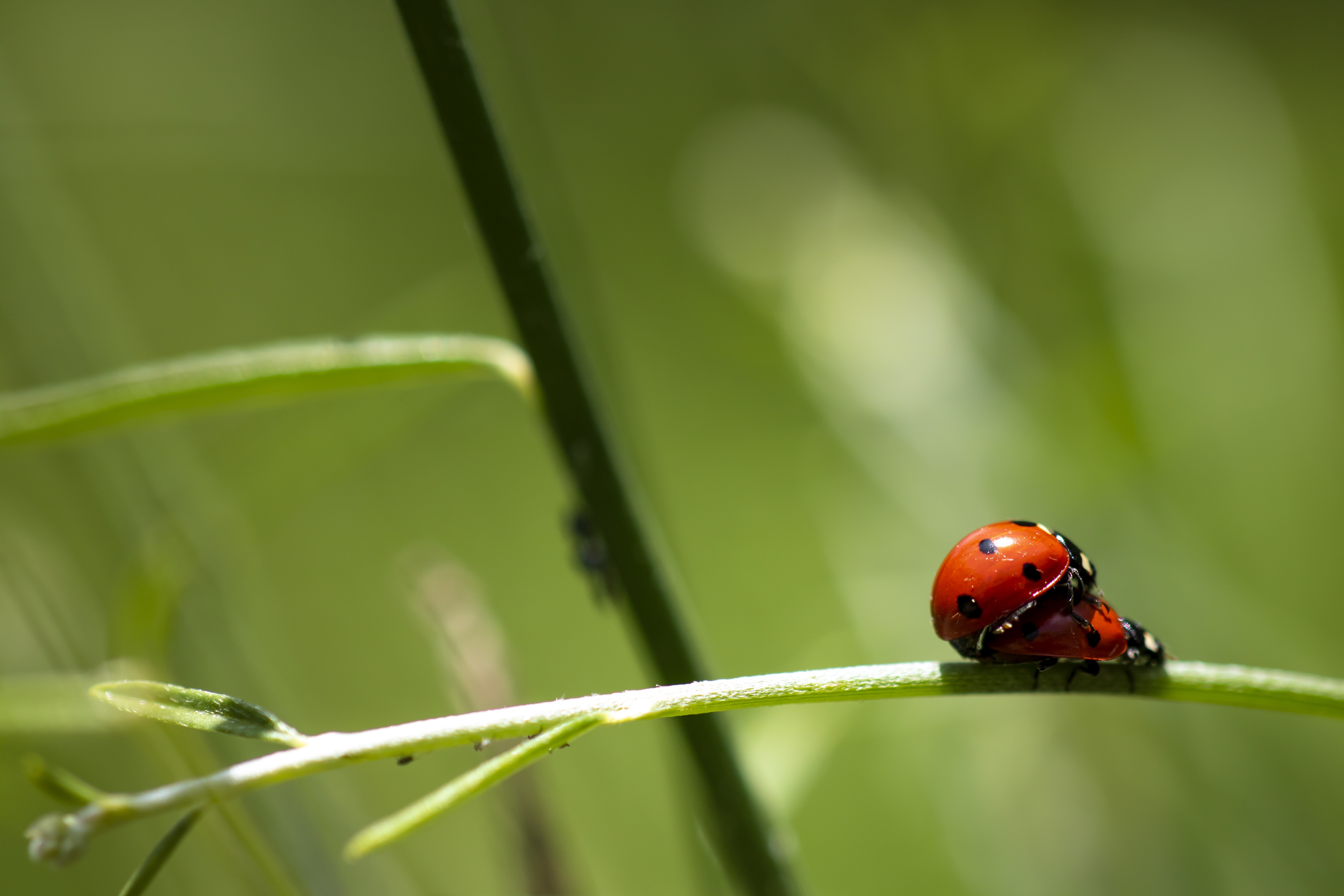 Amore in natura di Michele Tambornino