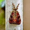 Tussock moth