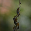 Blue banded bee