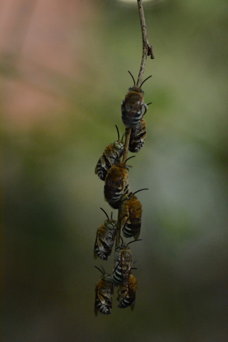 Blue banded bee