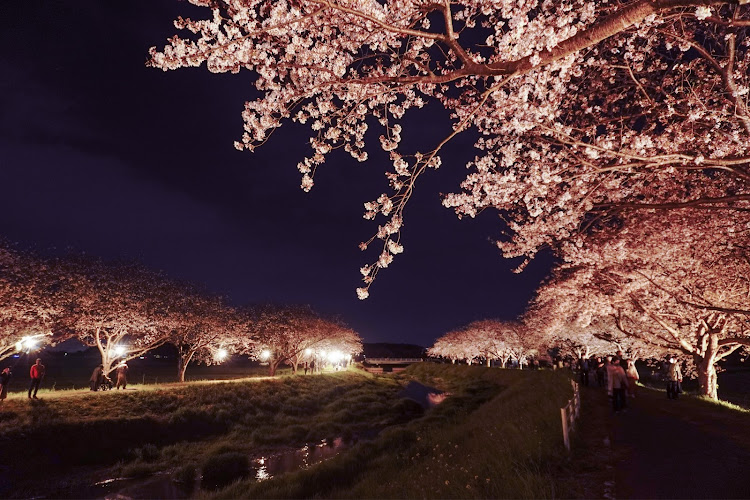 ヴェゼルのHONDA・桜とコラボ・春めき桜・目指せPickUpCars・gegixxerに関するカスタム事例の投稿画像5枚目