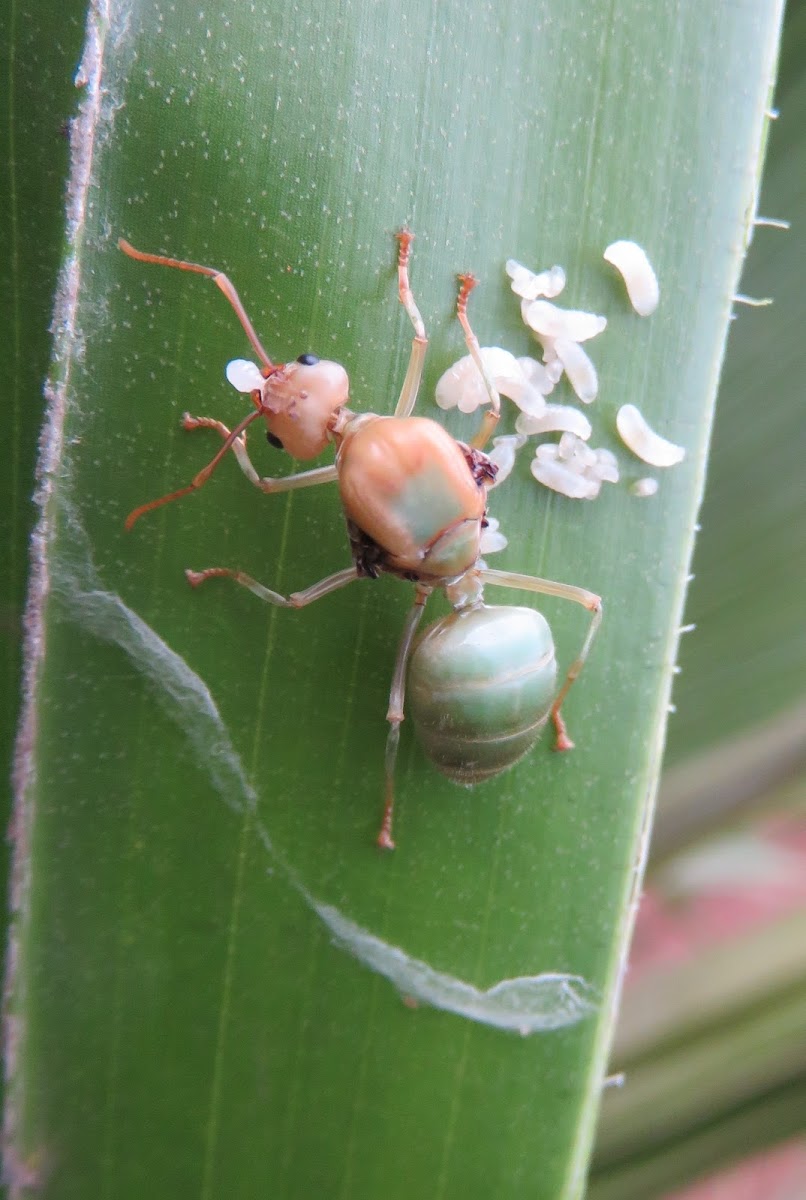 Queen Weaver Ant