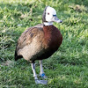 White-faced Whistling Duck