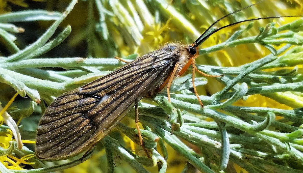 Alder fly