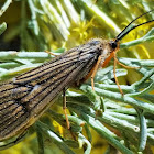 Alder fly