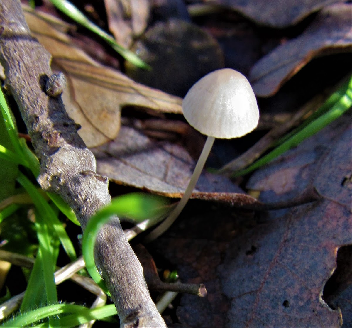 Pinkedge bonnet