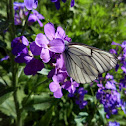 Black-veined white/Боярышница