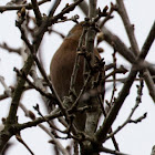 Chaffinch