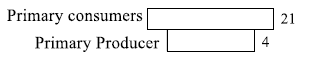 Ecological Pyramids