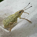 Short-billed weevil