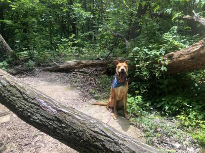 iroquois park with dogs