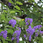 Purple-rumped Sunbird