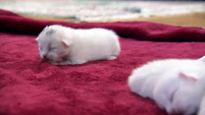 Puffy Beach Kitties thumbnail