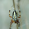 Bordered Orbweaver