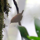 Rufous-browed Wren