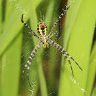 Oval St. Andrew's Cross Spiders (one female & two males)