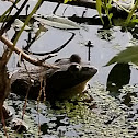 American Bullfrog