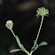 Pale-flowered Clover.