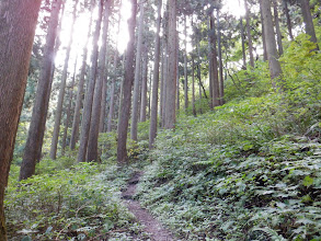 ここから尾根の登りに