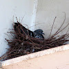 Common pigeon. Paloma común